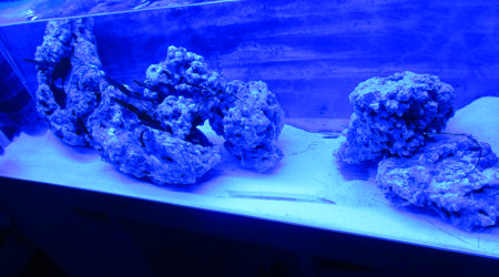 aquarium bac marin petit herbier algale