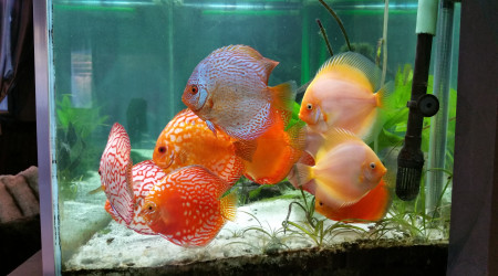 aquarium bac discus