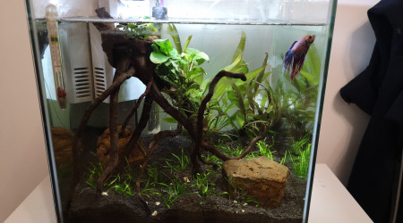 aquarium Aquascaping betta