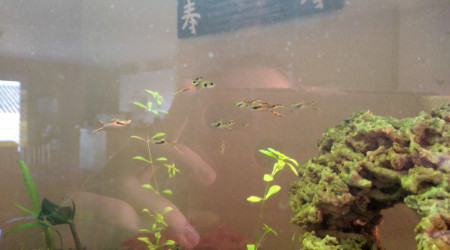Guppy Endler mâles à vendre ou échanger