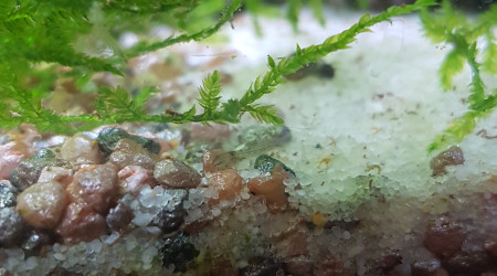 Bébé corydoras d'environ 5j :)