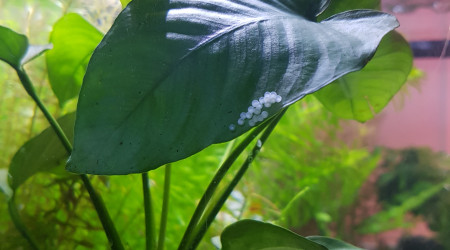 Les corydoras sont en forme ...