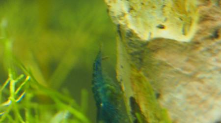 J'attends un heureux évènement :D