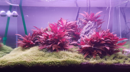 13 jours après l'ajout des 3 pots d'Utricularia graminifolia