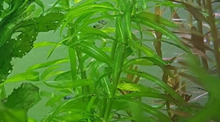 Alevins guppies again :)