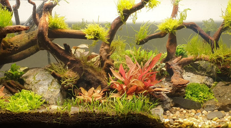 Mise en eau de l'Aquarium