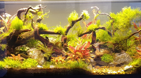 Accueil des 2 premiers Néritina