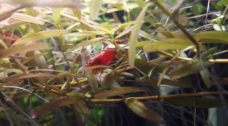 Crevette red cherry dans  les rotala rotundifolia