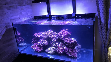 aquarium le monde de NEMO
