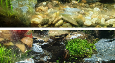 Avant / Après 1 jour de nettoyage par les Crevettes Japonica