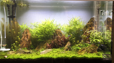 Ajout de 20 cardinalis, 8 crevettes et 8 affinis