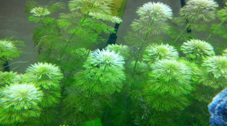 Limnophila Sessiliflora