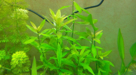 Hygrophila Polysperma