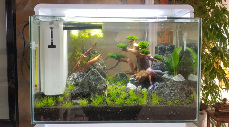 aquarium Aquascaping 60L