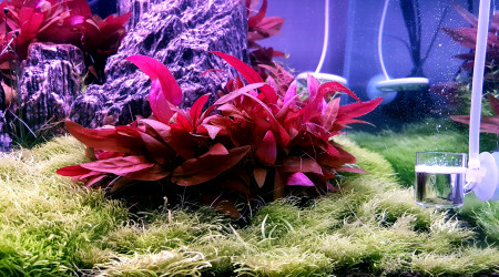 Jour 135 depuis le début du DSM