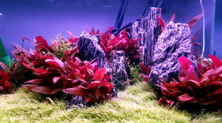 Jour 135 depuis le début du DSM