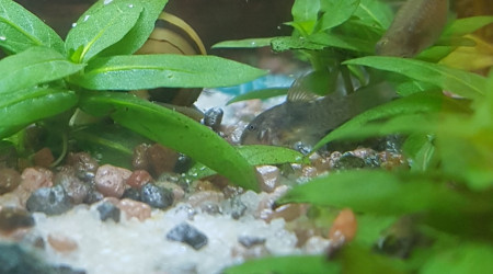 Petit Cory cotoie les grands maintenant !