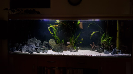 aquarium Tanga