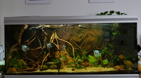 aquarium Amazonien