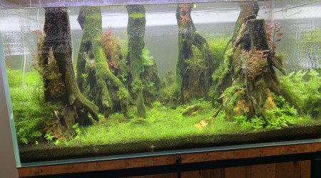 J+51: après le gros changement d’eau hebdo