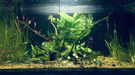 aquarium Nouveau 4