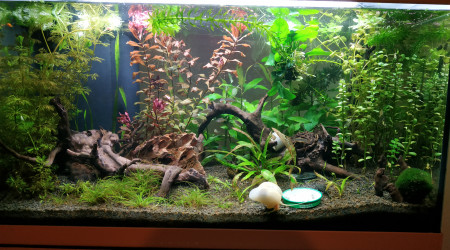 1ere vraie taille des plantes.