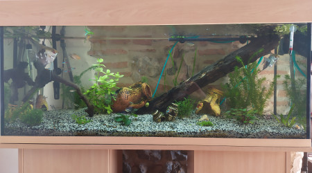 aquarium Eau douce