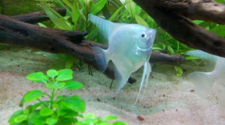 Nouveaux arrivants !