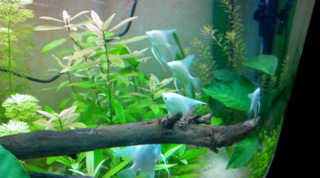 Nouveaux arrivants !