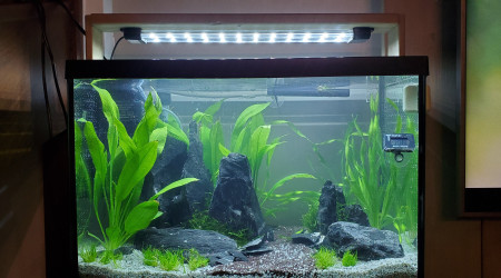 aquarium 60l