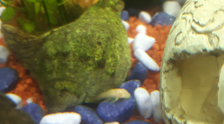 Bébé ancistrus gold albinos