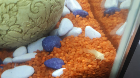 Bébé corydoras albinos