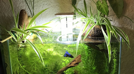 aquarium Combattant betta splendens