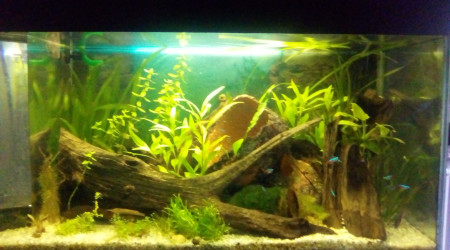 aquarium 100 litres