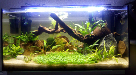 aquarium 54 litres