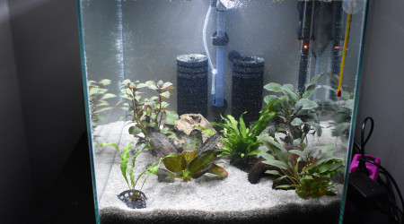 ajout des 5 premières plantes