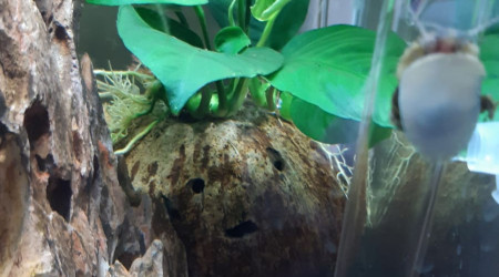 Nouvelle anubias