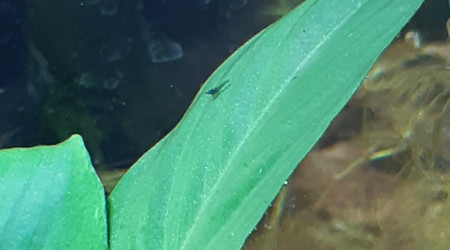 Premiers bébé crevettes repéré !!!!