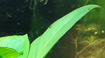 Premiers bébé crevettes repéré !!!!