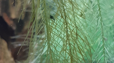 Premiers bébé crevettes repéré !!!!