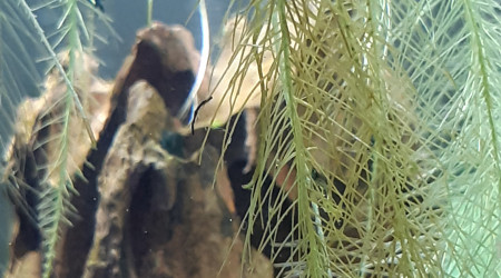 Premiers bébé crevettes repéré !!!!