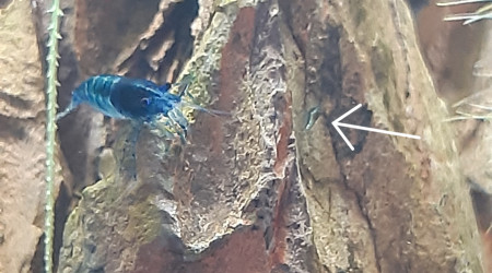 Premiers bébé crevettes repéré !!!!