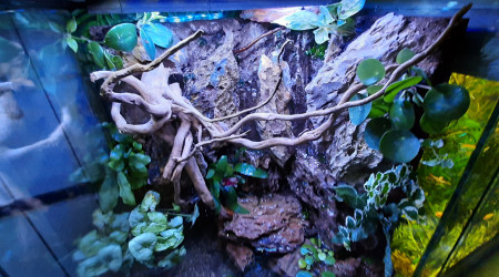Paludarium jour 1
