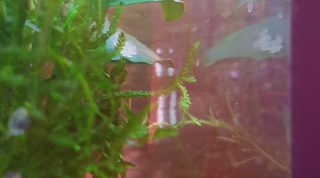 Les corys qui n'arrêtent pas...