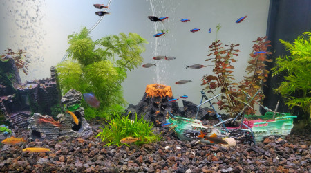aquarium Captiva