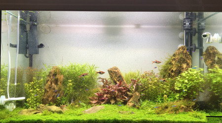 Petite coupe de printemps