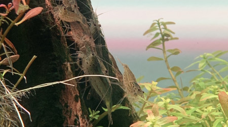 Rassemblement interdit