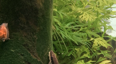 Duel au sommet (de la racine)