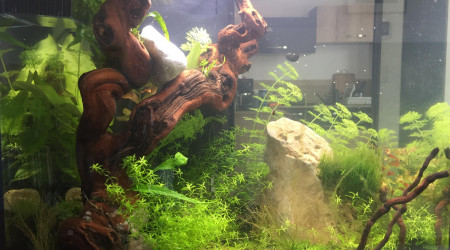 aquarium LePoissonRouge