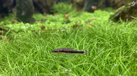 Ça plane pour moi !